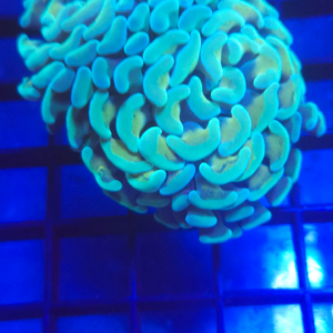 Gold Tip Branching Hammer