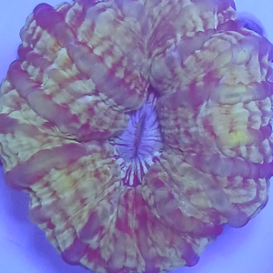 Cynarina