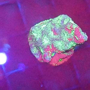 War coral