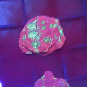 War coral