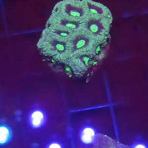 War coral