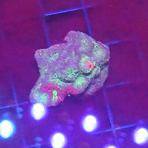 War coral