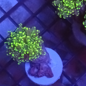 Frogspawn Indo Toxic Tip
