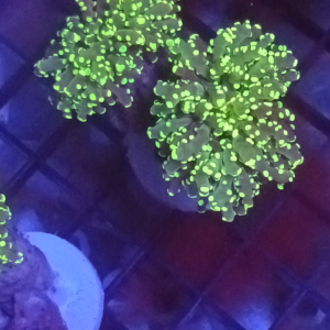 Frogspawn Indo Toxic Tip 2 heads