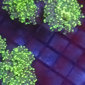 Frogspawn Indo Toxic Tip 3 Heads