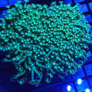 Goniopora 1" frag