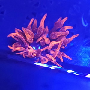 WILD Black widow BTA