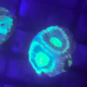 Favia frag