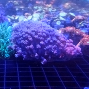 Purple Pink Goniopora 1" frag
