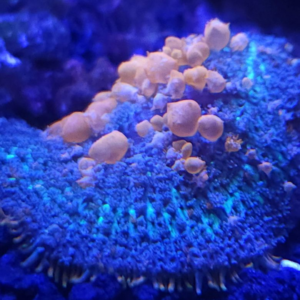 WWC Sunkist Bounce Mushroom