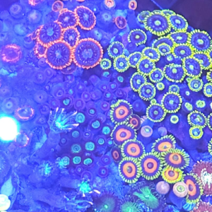 Mixed Reef Garden