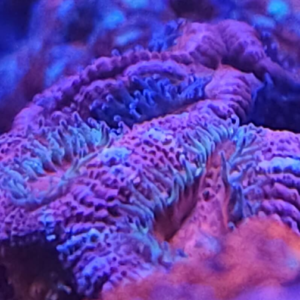 Acan Mystery Pack